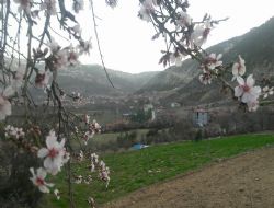 Kazancıda Meyveler çiçek açtı