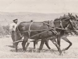 HALCAĞIZIMIZ İYİCEYDİ
