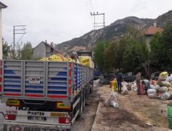 Çürük Elma