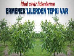 ERMENEK CEVİZİNE YAPILAN İHANET