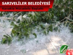 Sarıveliler Kavak Ağaclarının hepsini kesiyor..