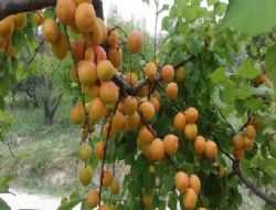 Mut ta bu yıl kayısı ihracatı günlük 600 tona ulaştı
