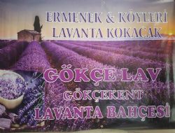 Komşumuz Gökçekent köyünde Lavantalar yetişti