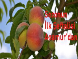 İlk Şeftali Anamur dan